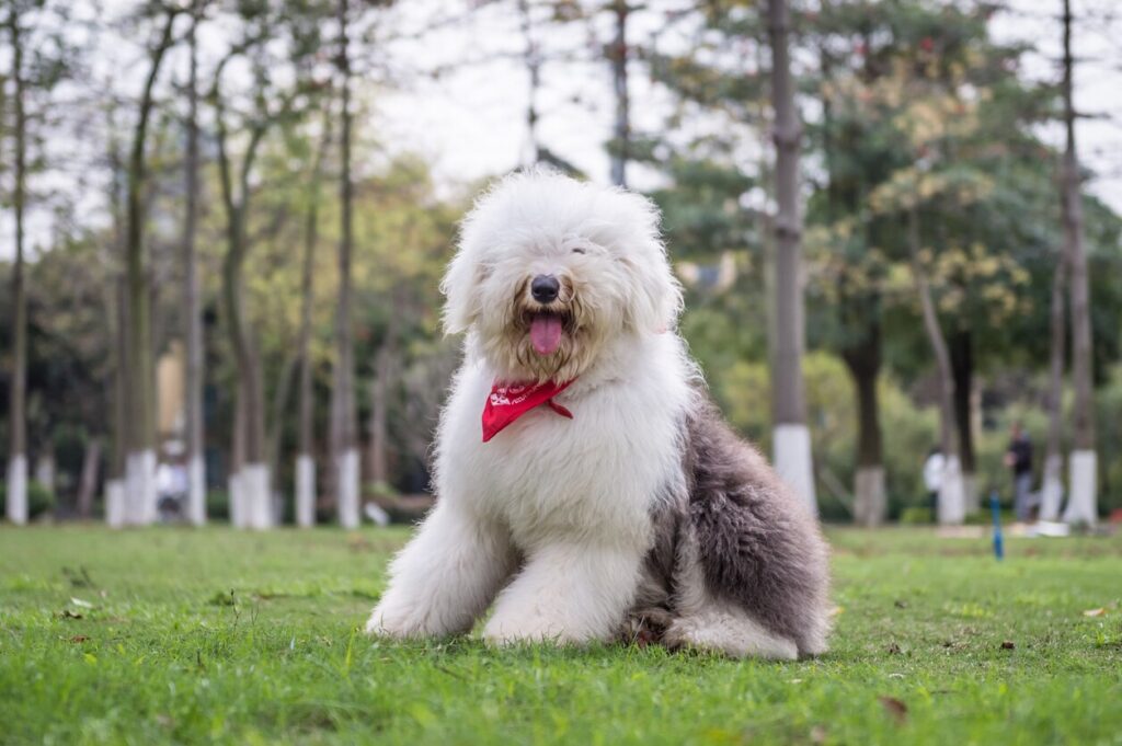 white and gray shaggy old english sheepdog sitting in grass and wearing a red bandana