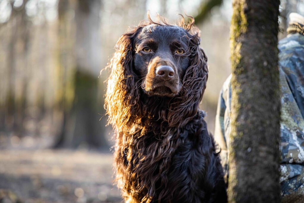 portrait of a brown boykin spaniel sitting outside in front of trees