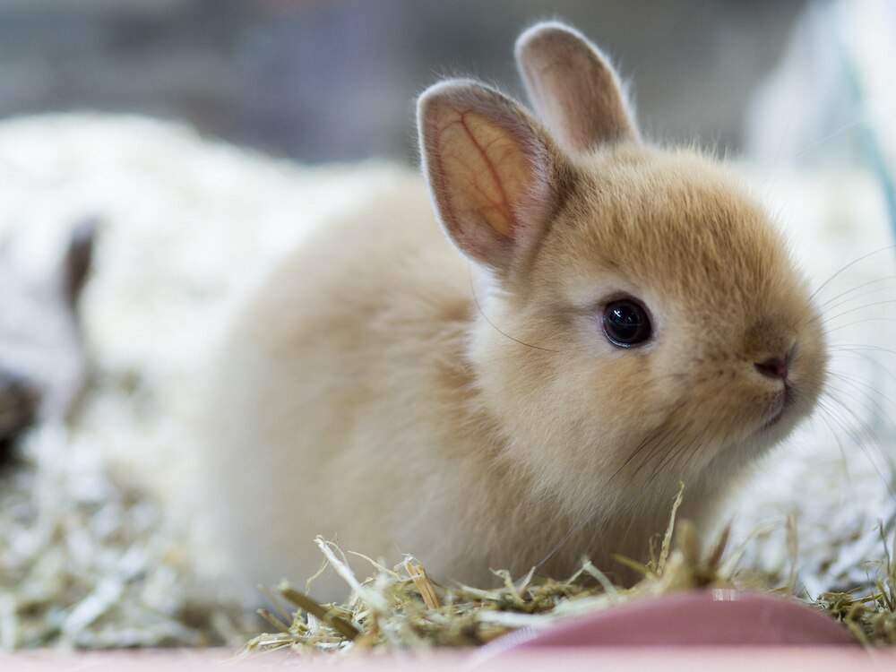 Cute Netherland dwarf rabbit