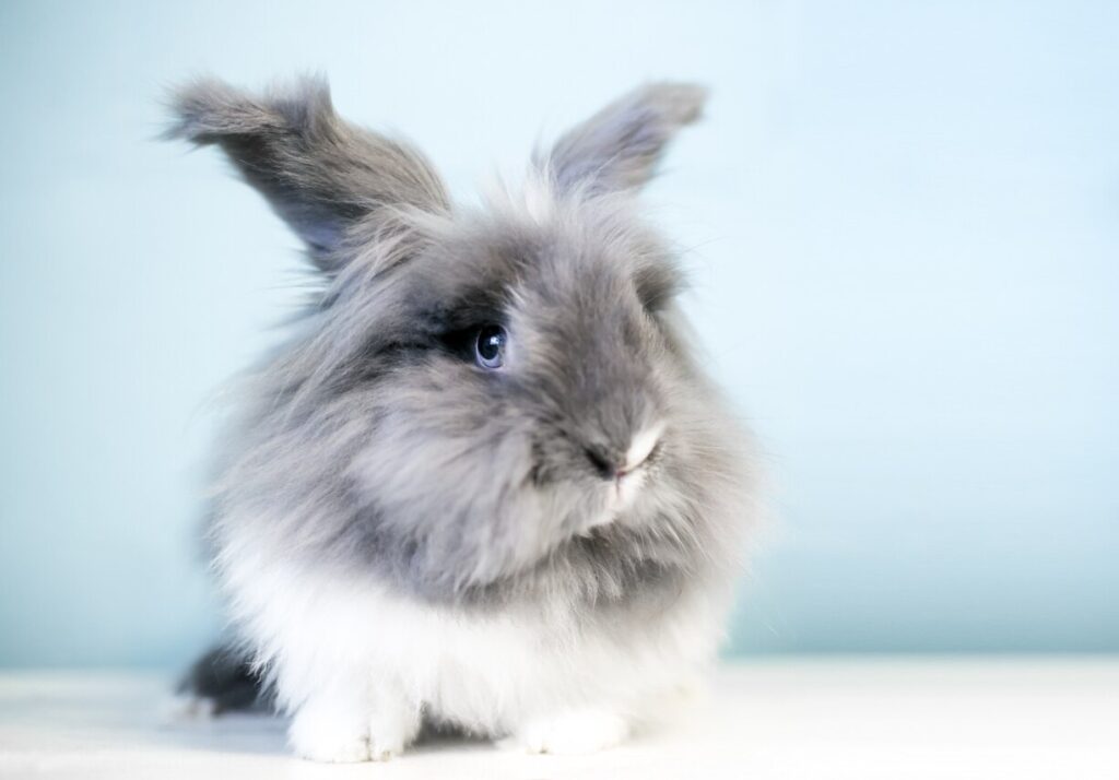 Cute Lionhead rabbit