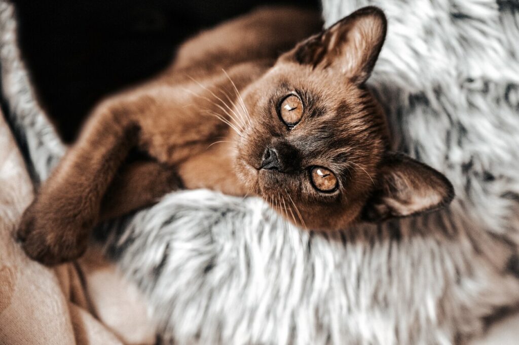 brown burmese cat lying on a gray blanket