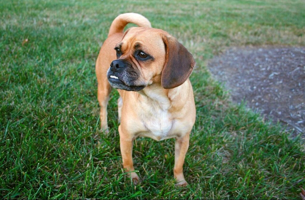 brown puggle dog standing in grass