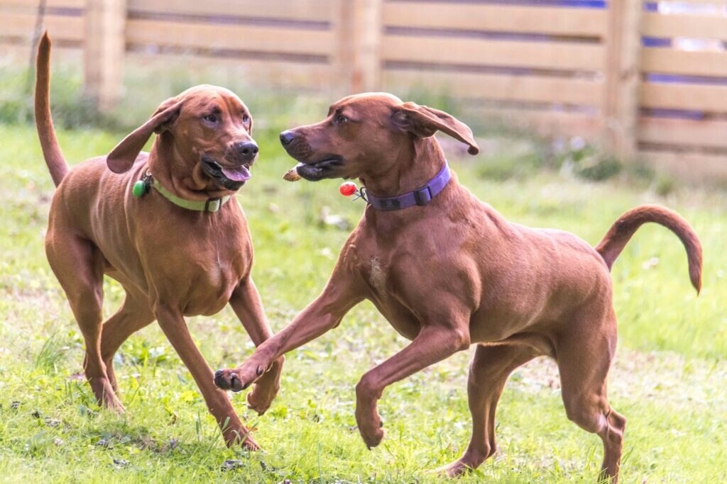 two redbone coonhounds playing outside