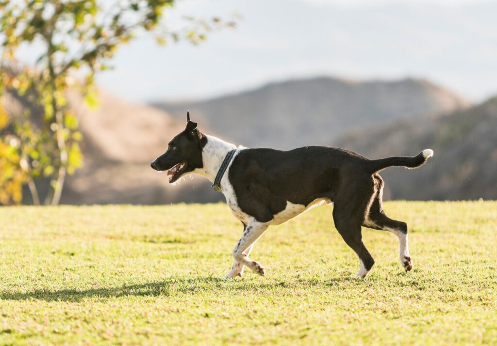 black and white mountain cur dog running through grass in the sunshine