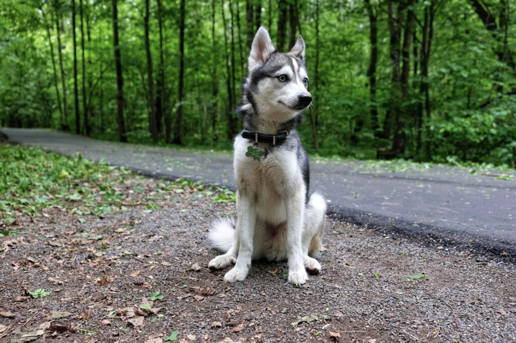 gray and white alaskan klee kai sitting outside by a road