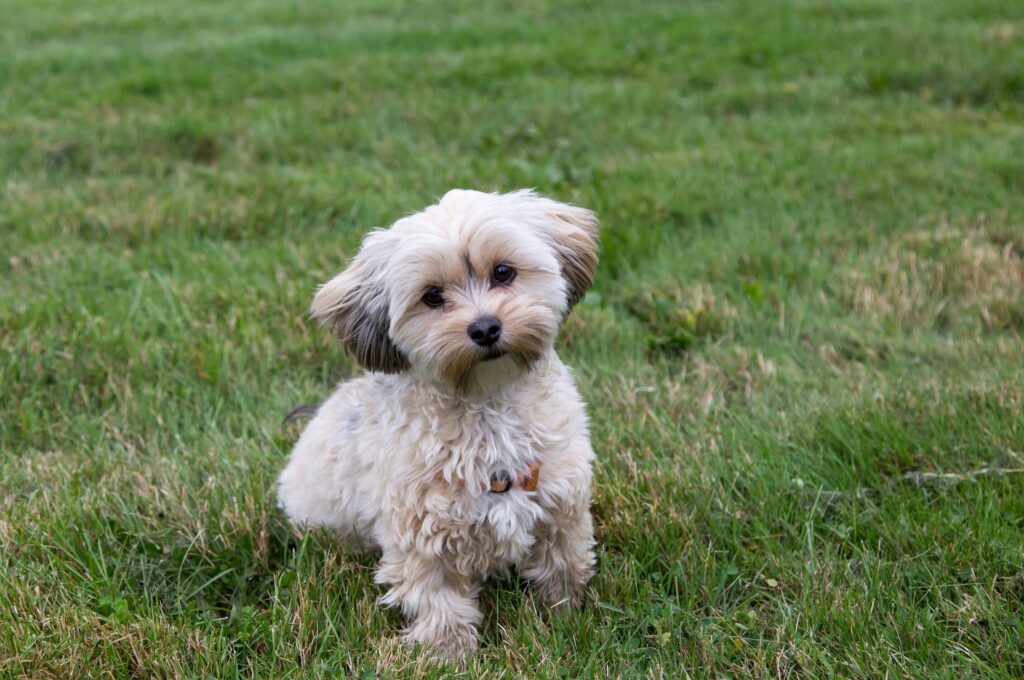 cream-colored morkie dog sitting in grass looking at the camera with her head tilted