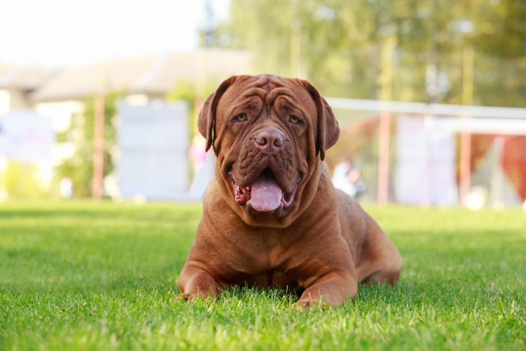 red dogue de bordeaux lying in grass and smiling at the camera