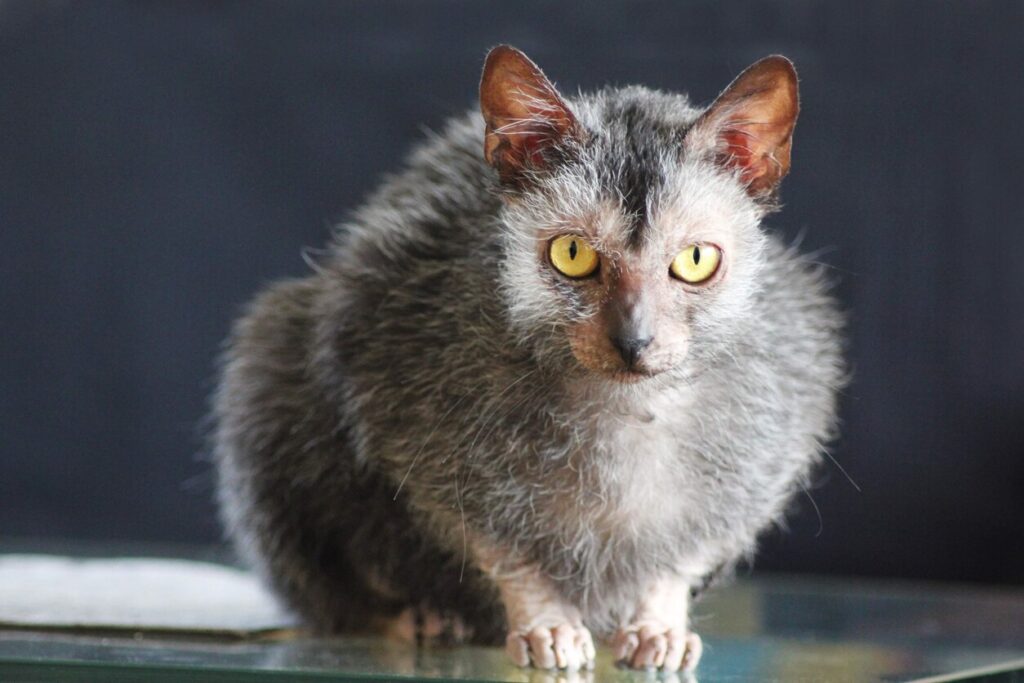 Lykoi (Wolf Cat) Cat Breed Health and Care | PetMD