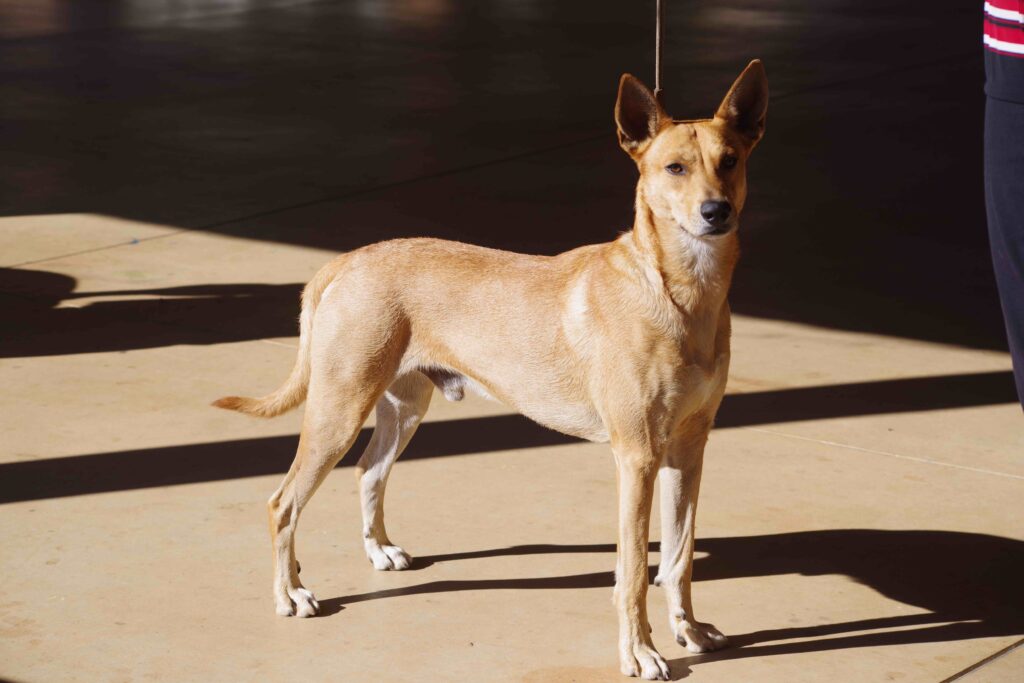 tan carolina dog standing tall