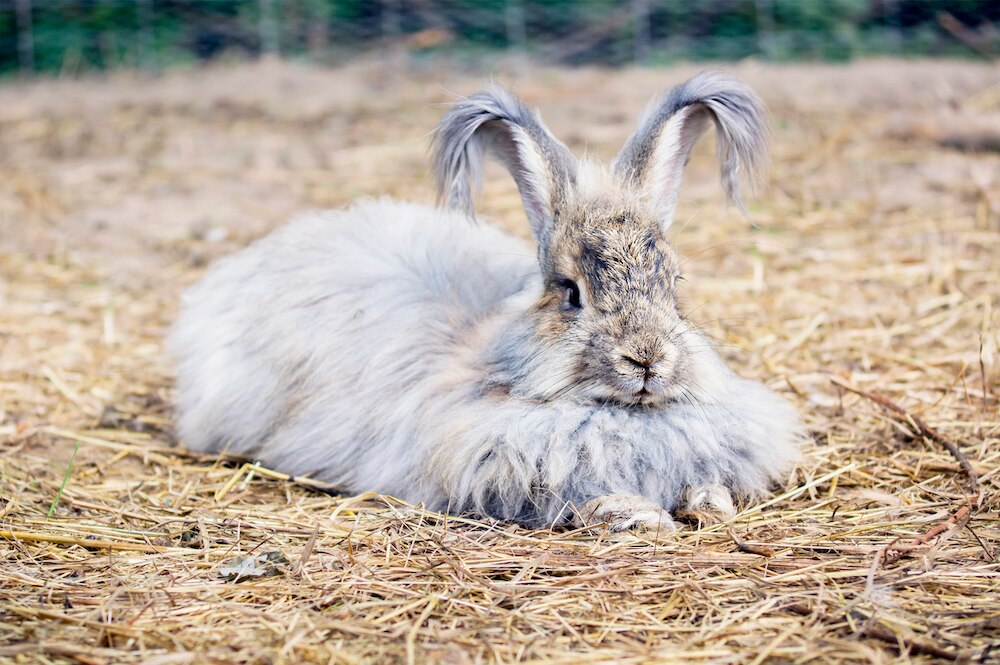 Angora Rabbit | PetMD