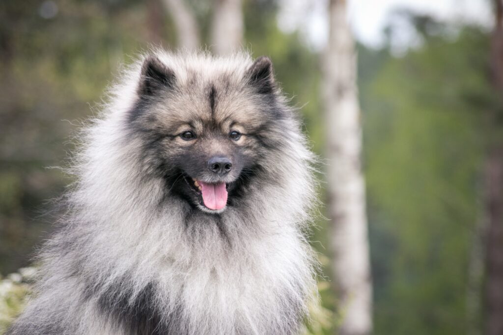 gray and black keeshond dog smiling with tongue out