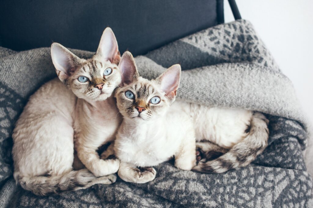 two gray and cream devon rex cats with blue eyes snuggling and looking at the camera