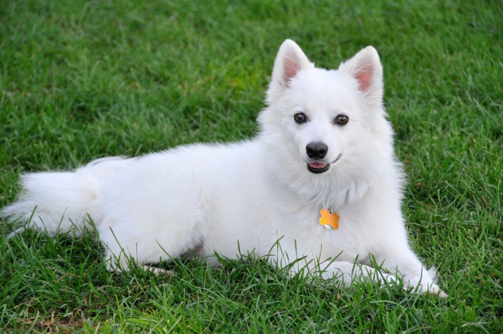 white american eskimo dog lounging in green grass