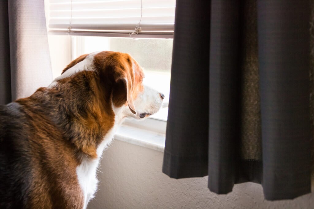 A Beagle looks out the window for his pet parent.