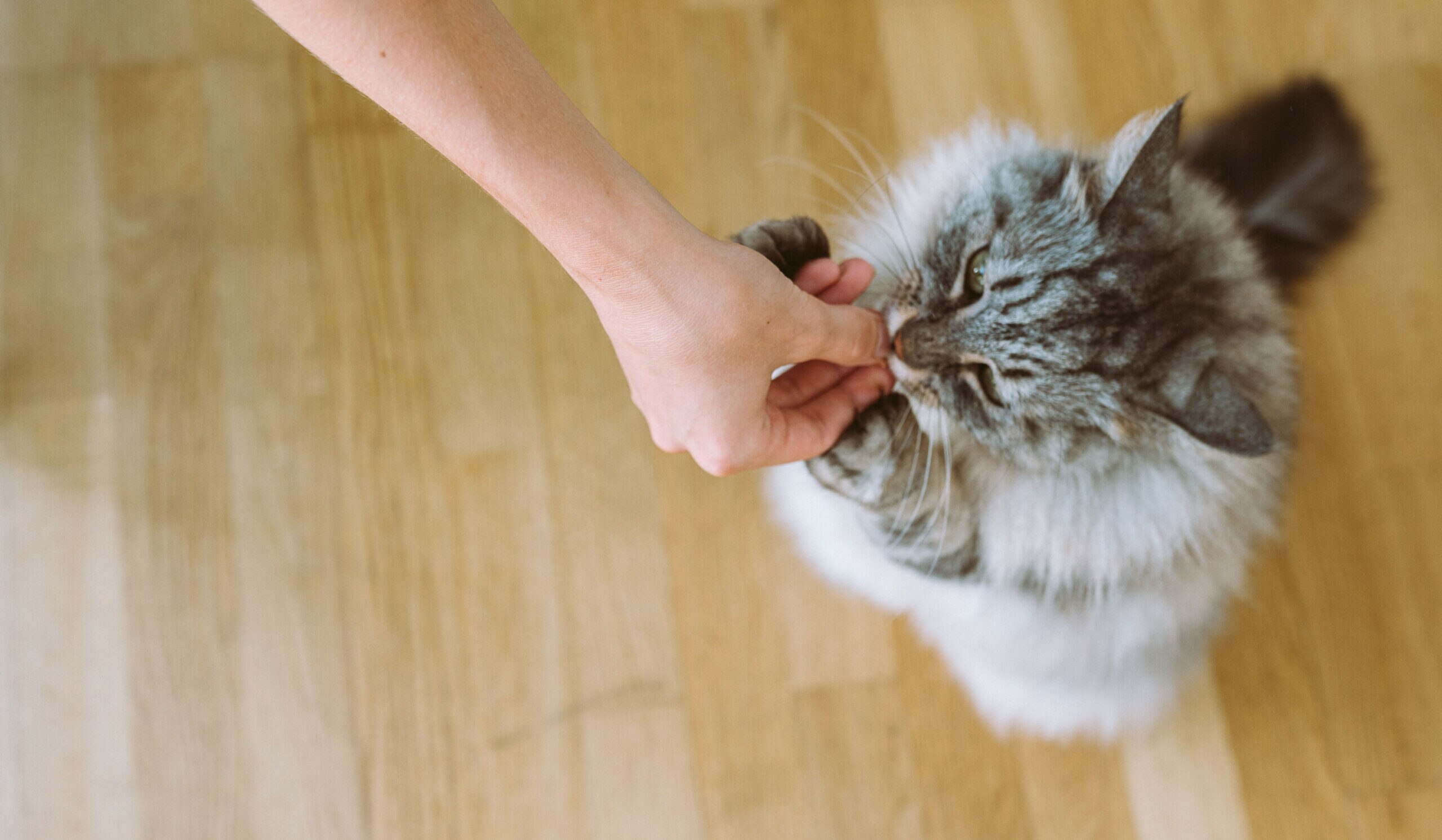 Cat taking a supplement. The best cat joint supplements are vet-recommended.