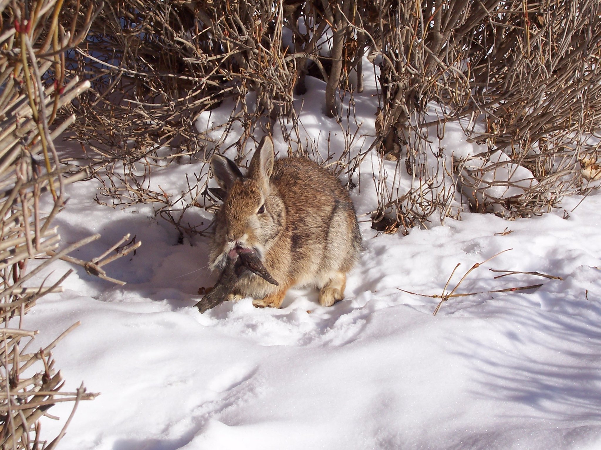 Shope Papilloma Virus in Rabbits