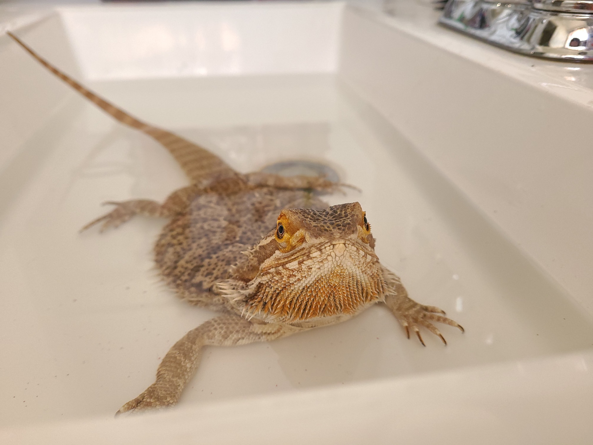 how-to-bathe-a-bearded-dragon-chewy