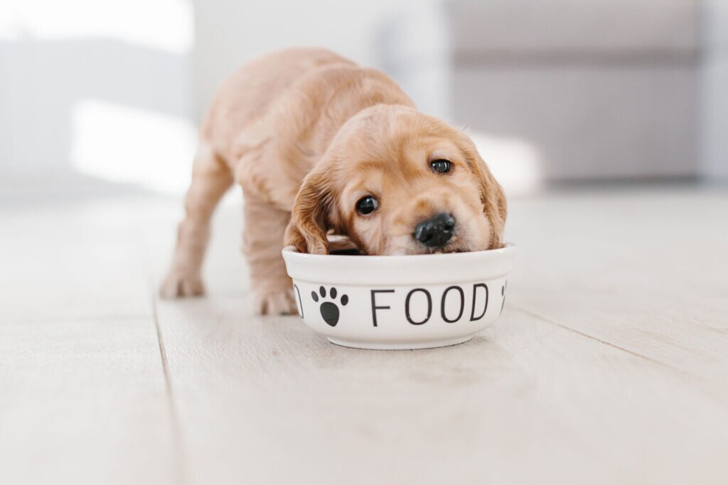 puppy eating good puppy food from bowl