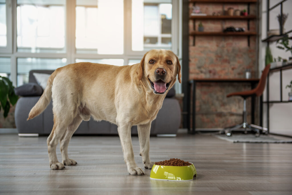 Fiber is a critical part of a dog's diet. Hill's offers a proprietary fiber blend.