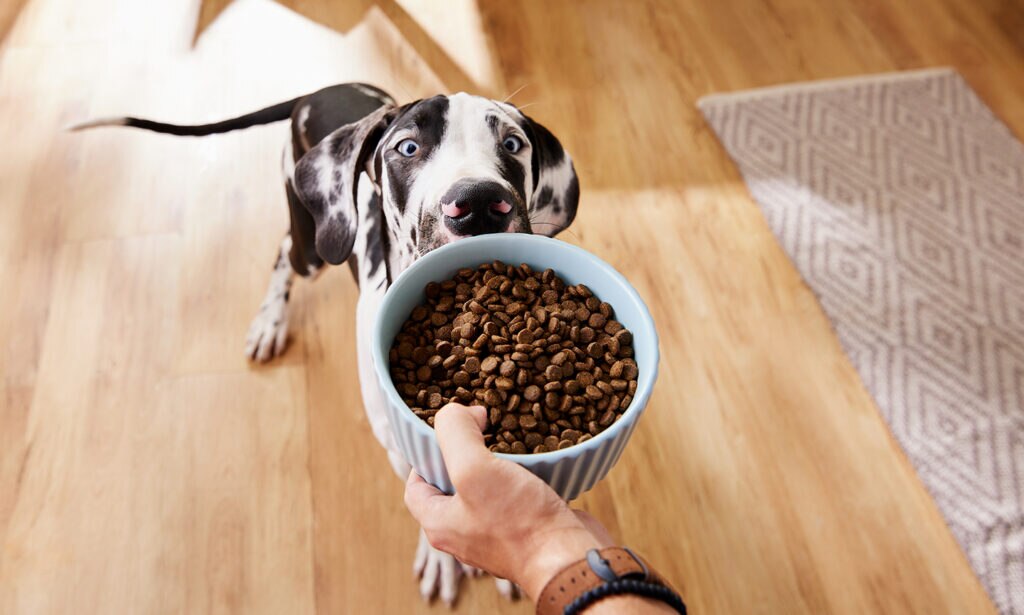 dog food ingredients: dog looking at kibble in bowl