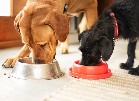 two dogs, one golden retriever and one black lab, eating from food bowls