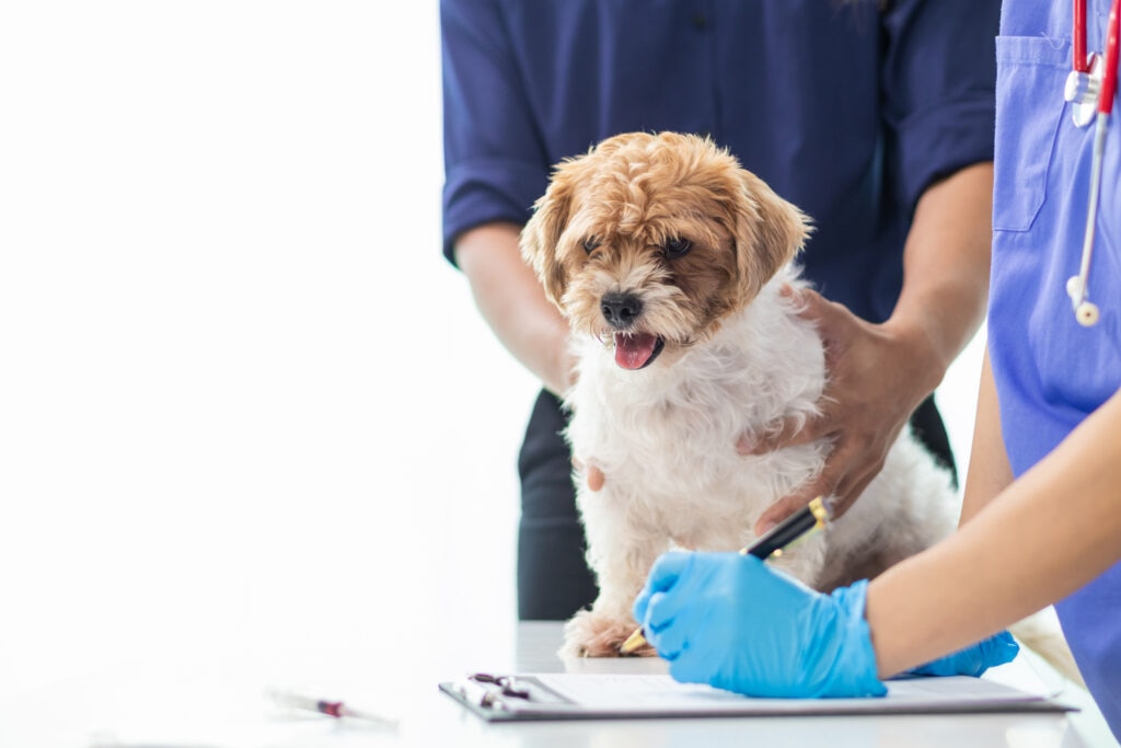 dog allergy tests; a dog is examined by their veterinarian for allergies.