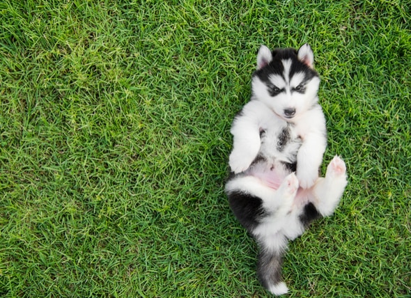 dog rolling in grass