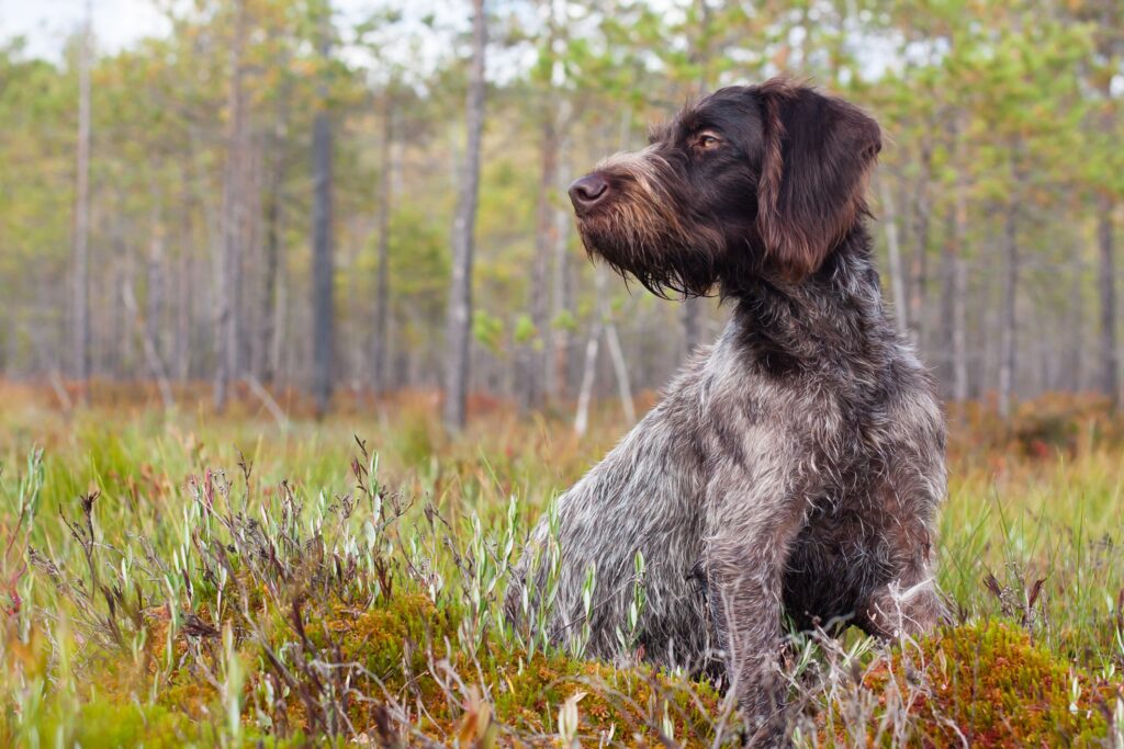 german wirehaired pointer sitting outside in the woods