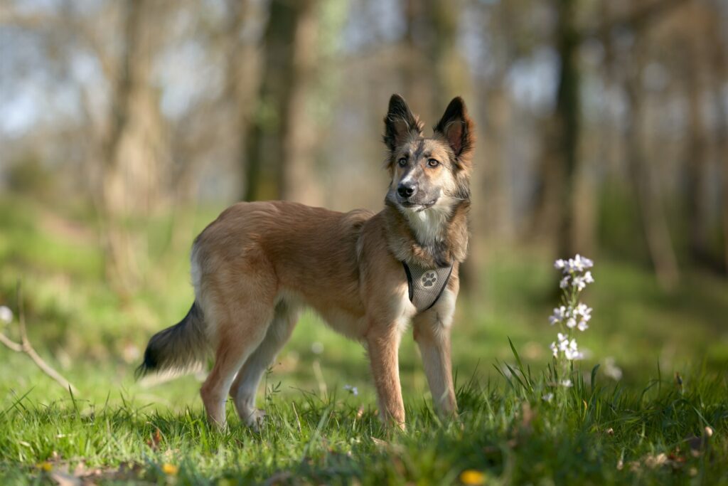 brown, black, and white golden retriever and husky mix standing in a field