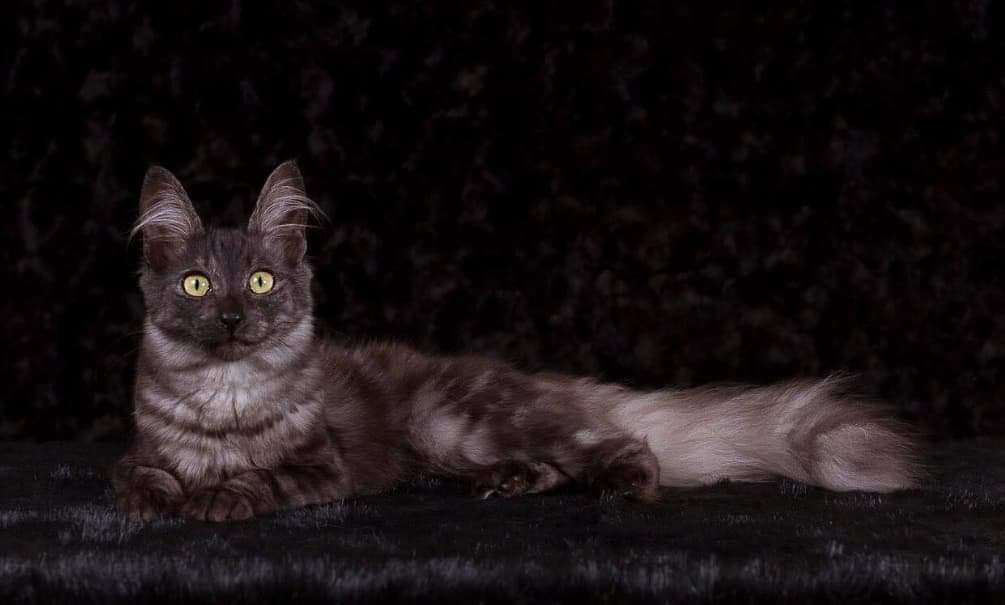 black and gray turkish angora cat lying against a black background