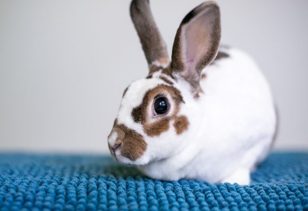 Rex rabbit