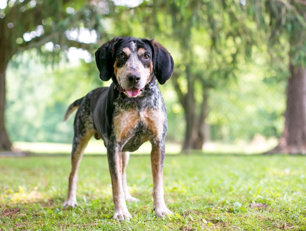 bluetick coonhound standing in a park smiling at the camera