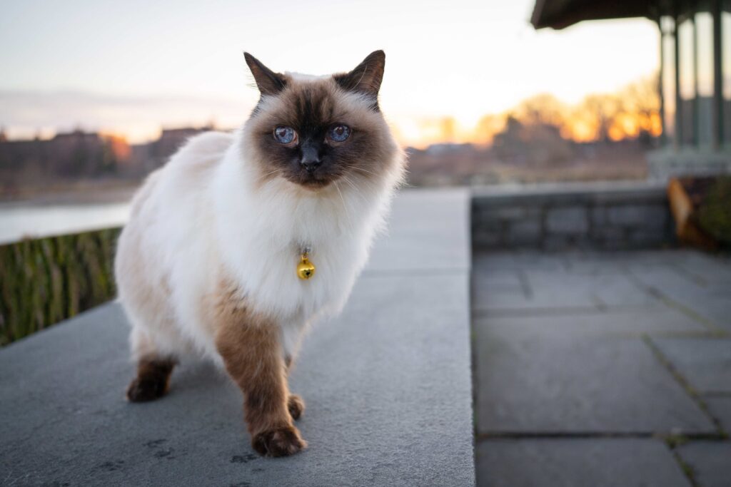 colorpoint balinese cat wearing a gold bell