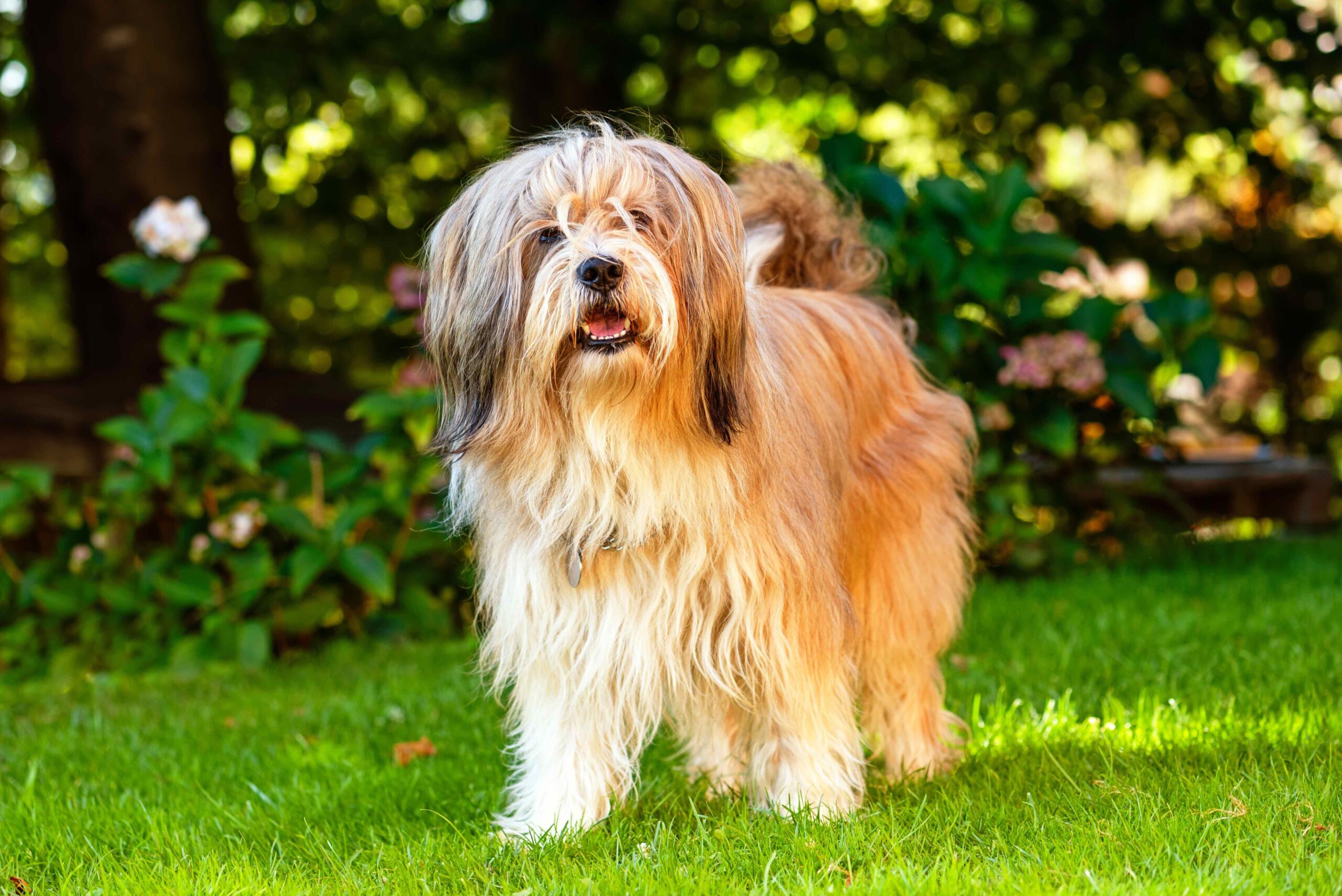 gold tibetan terrier dog standing in grass