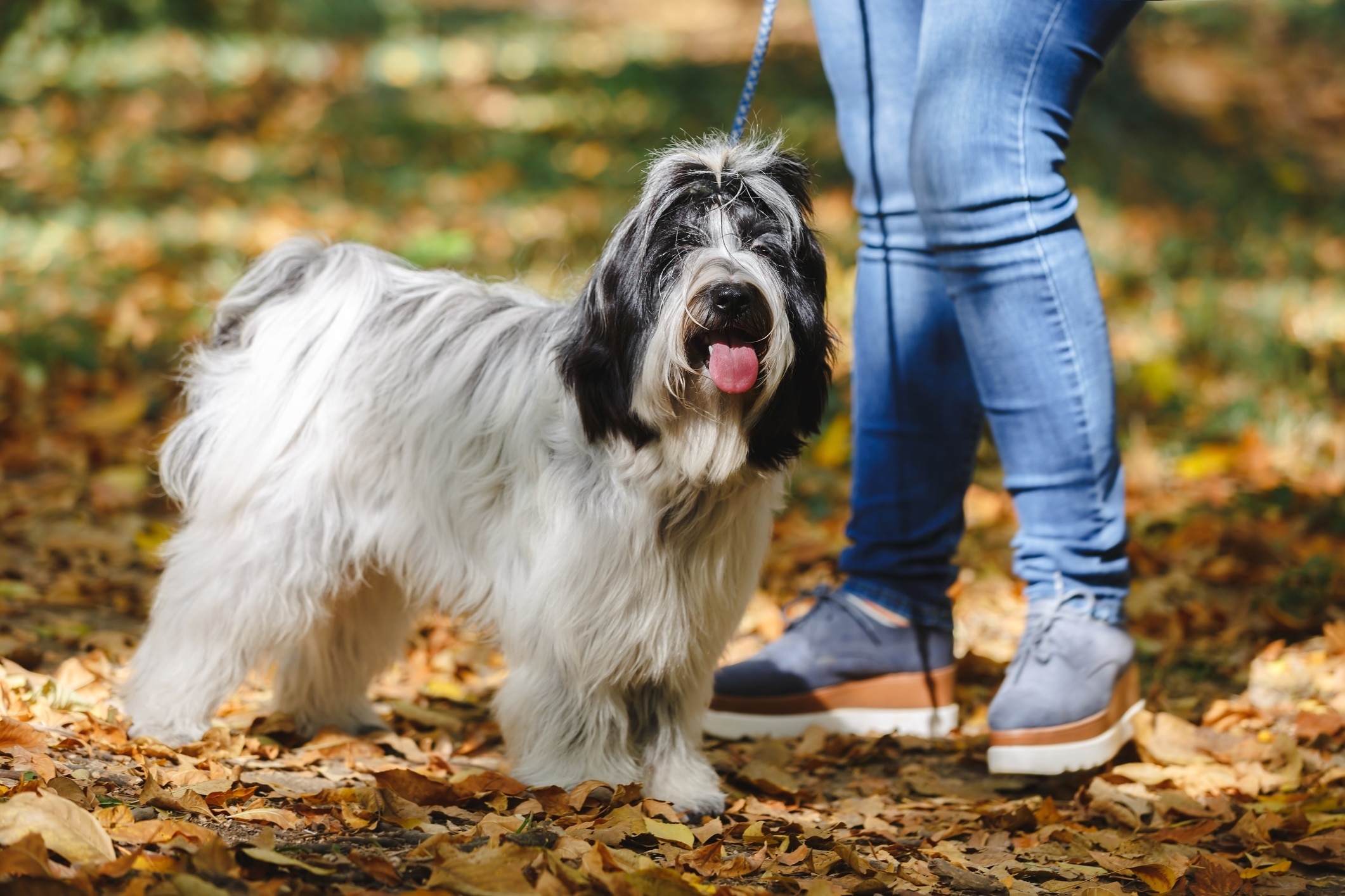 black and white tibetan terrier dog on an autumn walk