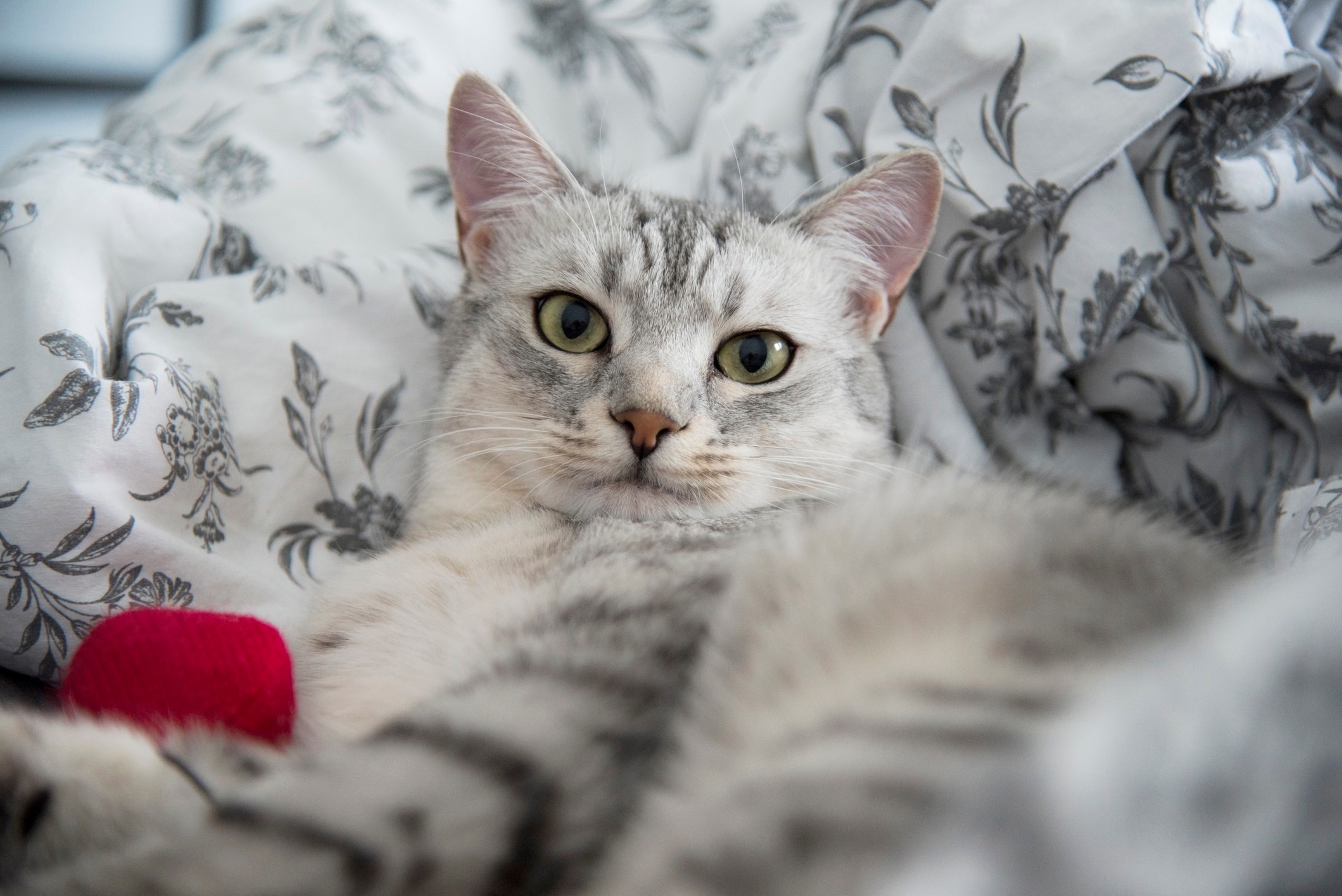 silver egyptian mau cat lying down on a blanket