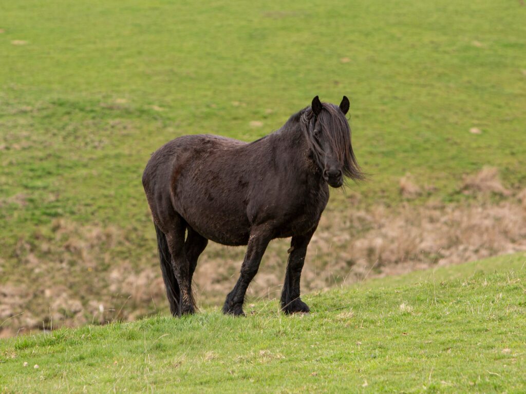Black highland pony