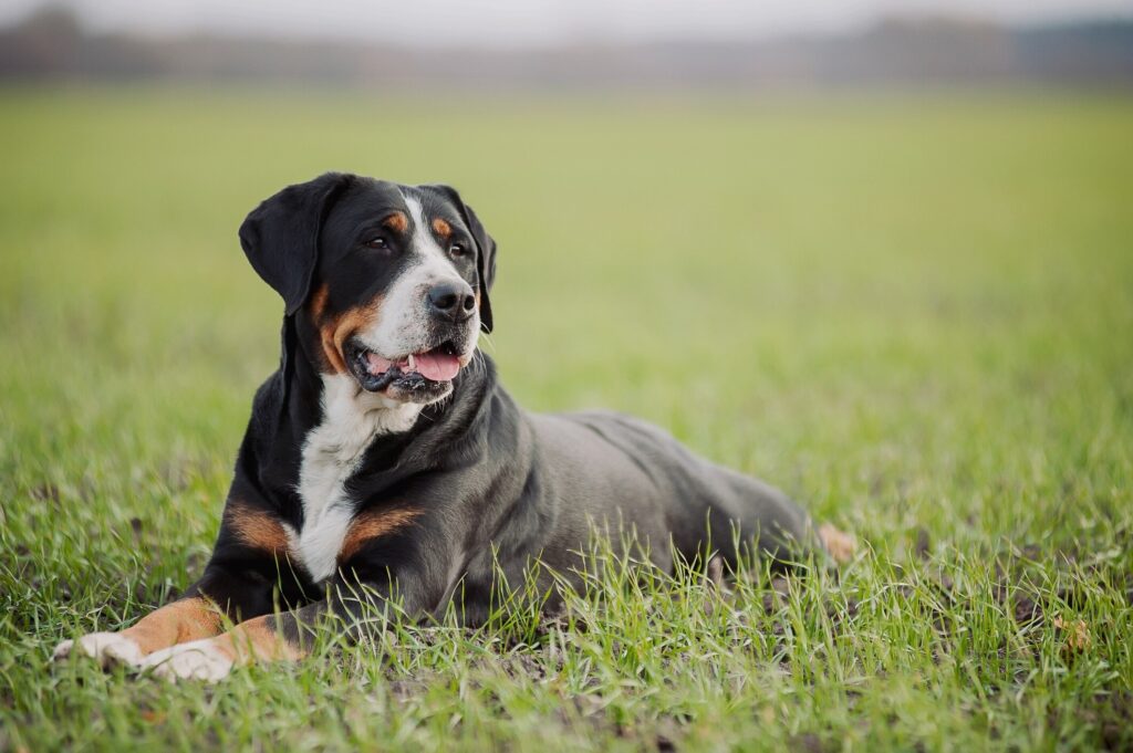 tricolor greater swiss mountain dog lying in grass