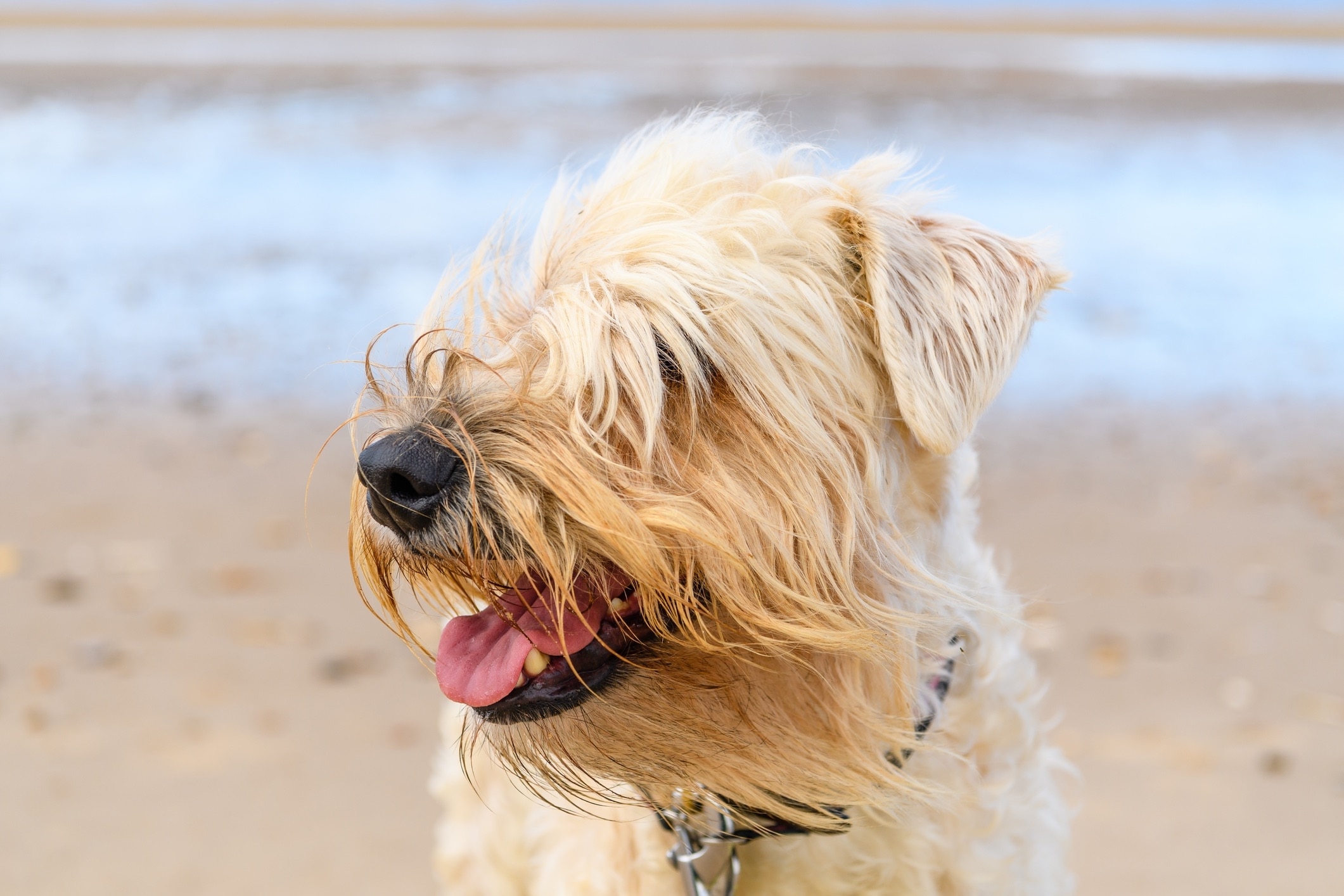 close-up of a soft coated wheaten terrier