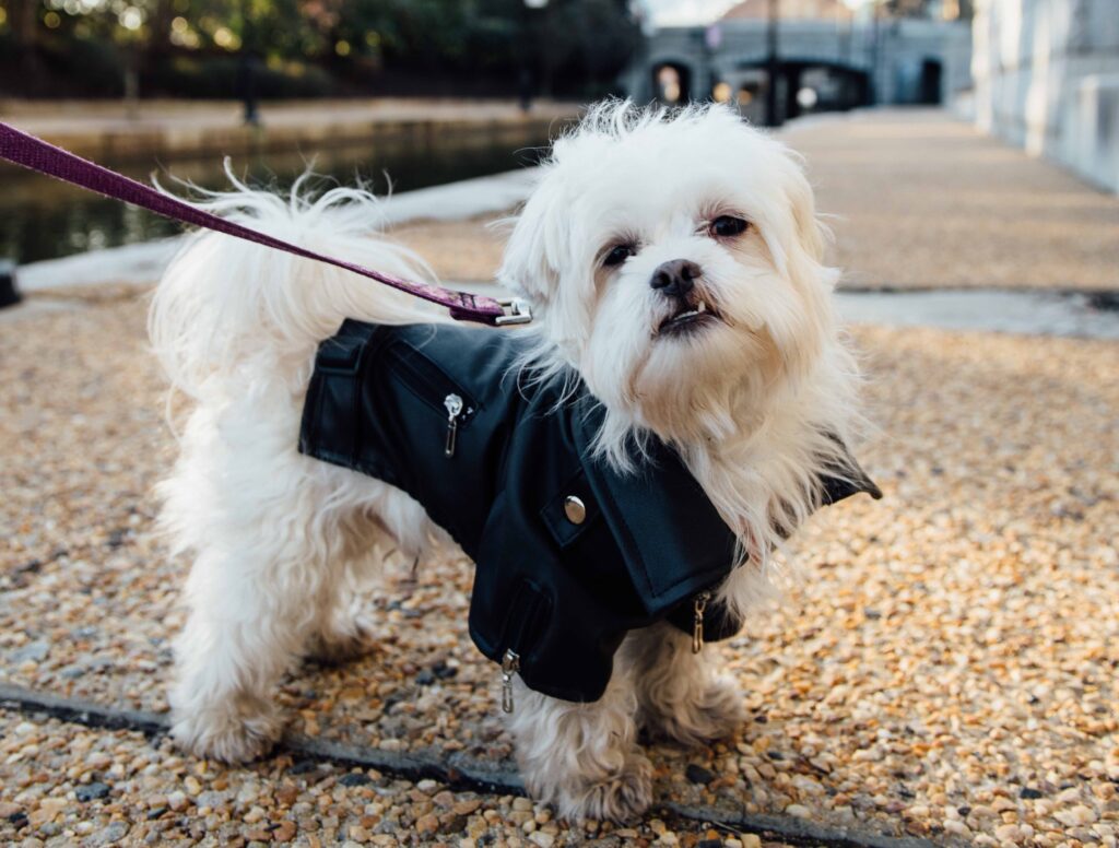 small white malshi dog on a leash wearing a jacket