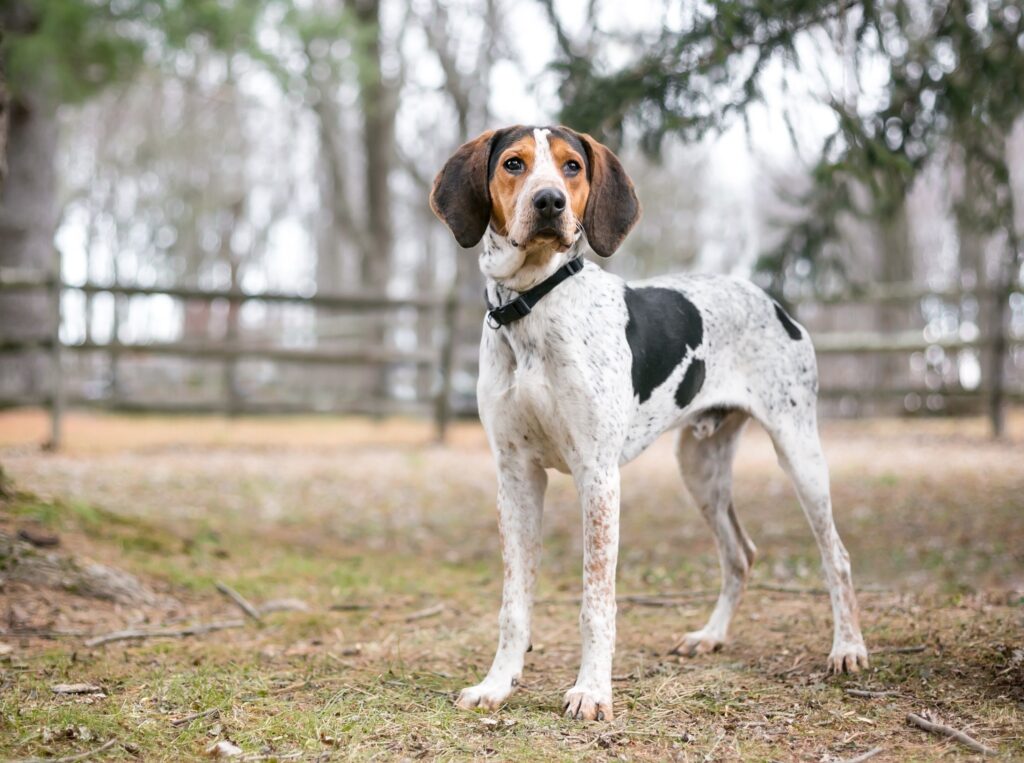 treeing walker coonhound standing in a field