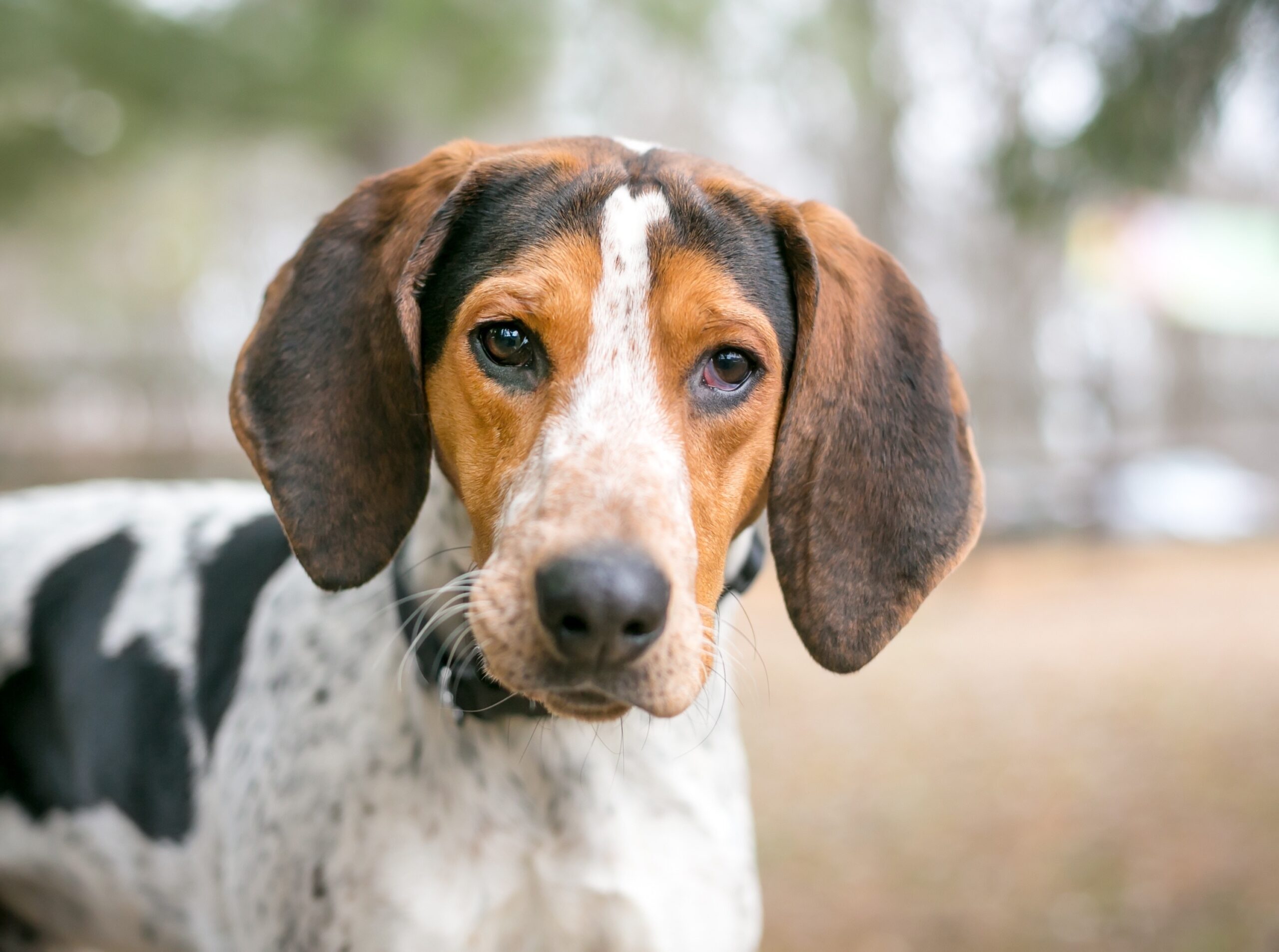 close-up of a treeing walker coonhound