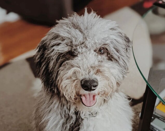 gray whoodle sitting