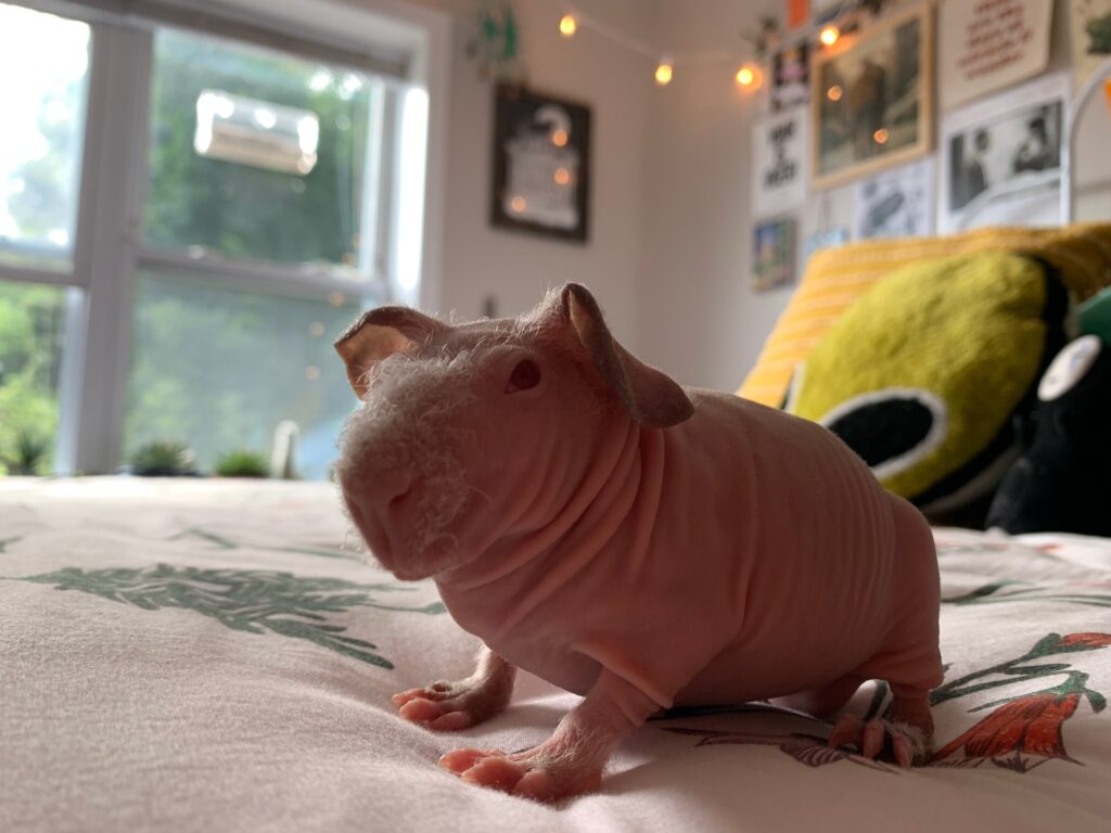 Skinny pig