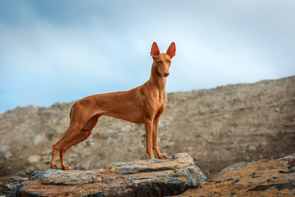 red pharoah hound standing on rocky terrain