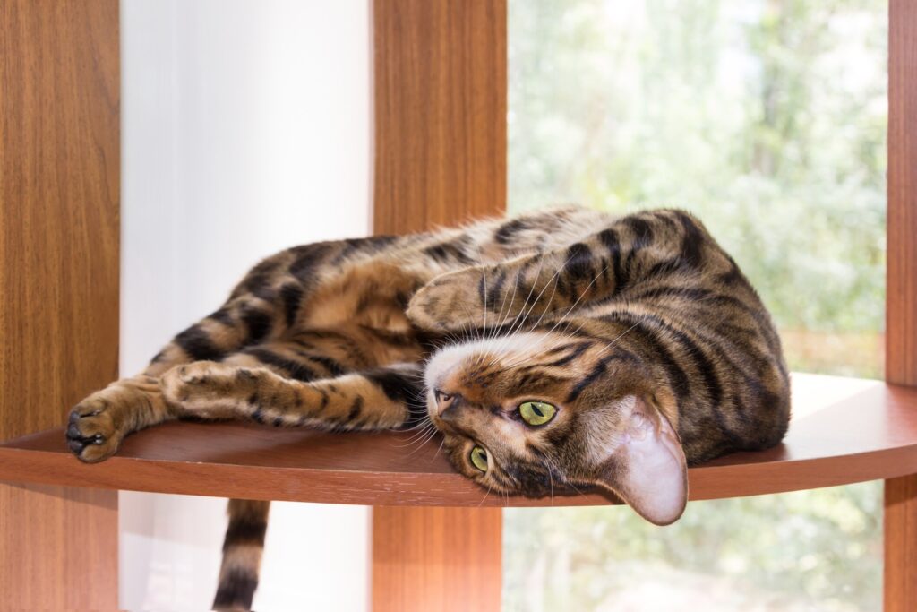 toyger cat lying on a window perch