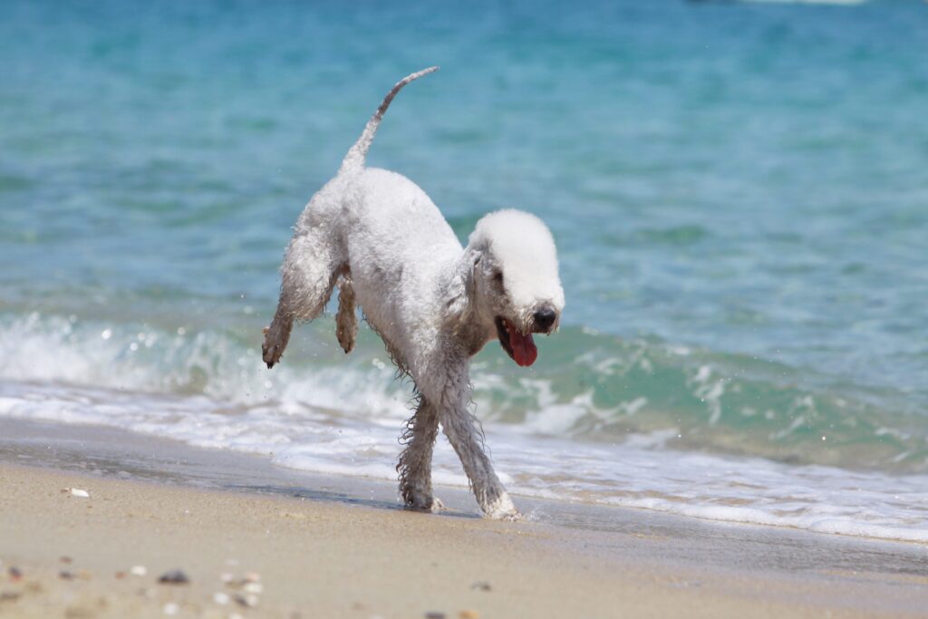 white bedlington terrier running along the water at a beach