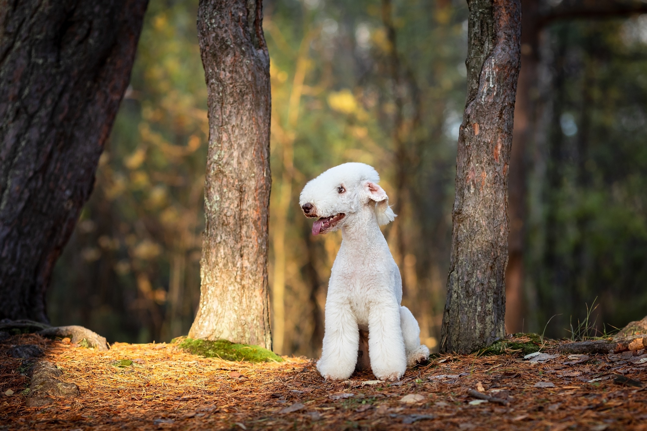 A white Bedlington Terrier dog sitting on a hiking trail
