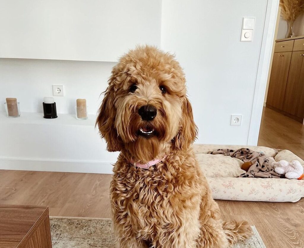 irish doodle sitting
