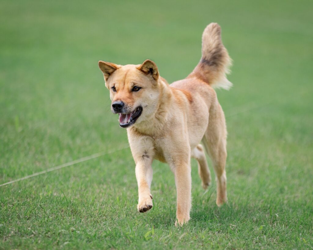 tan jindo dog running through grass